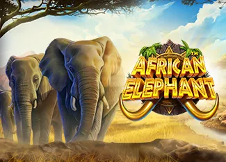 African Elephant - SOLIDPLAY99